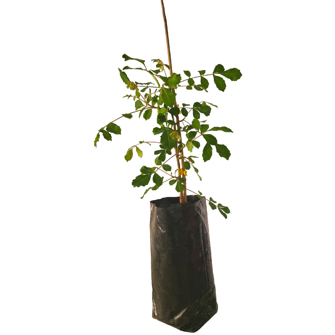 Baby Marula tree (pickup only)