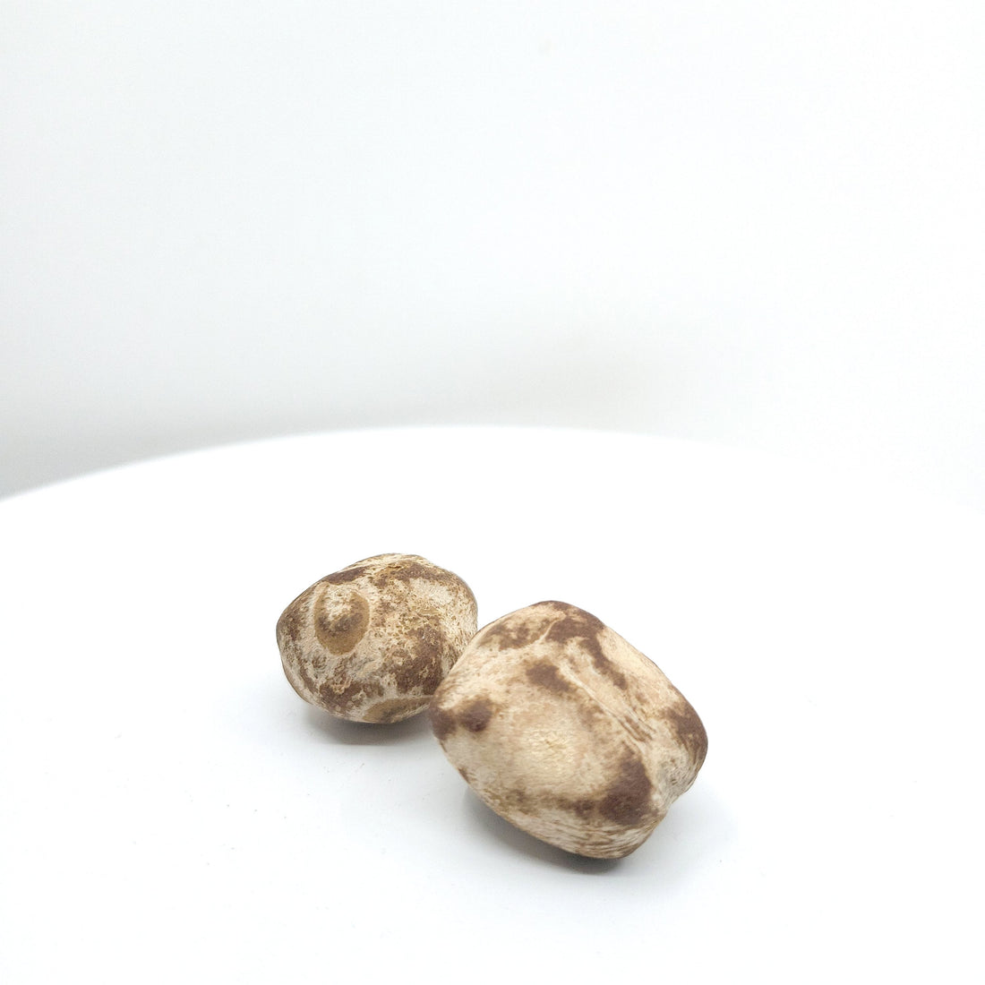 Dried Marula nuts